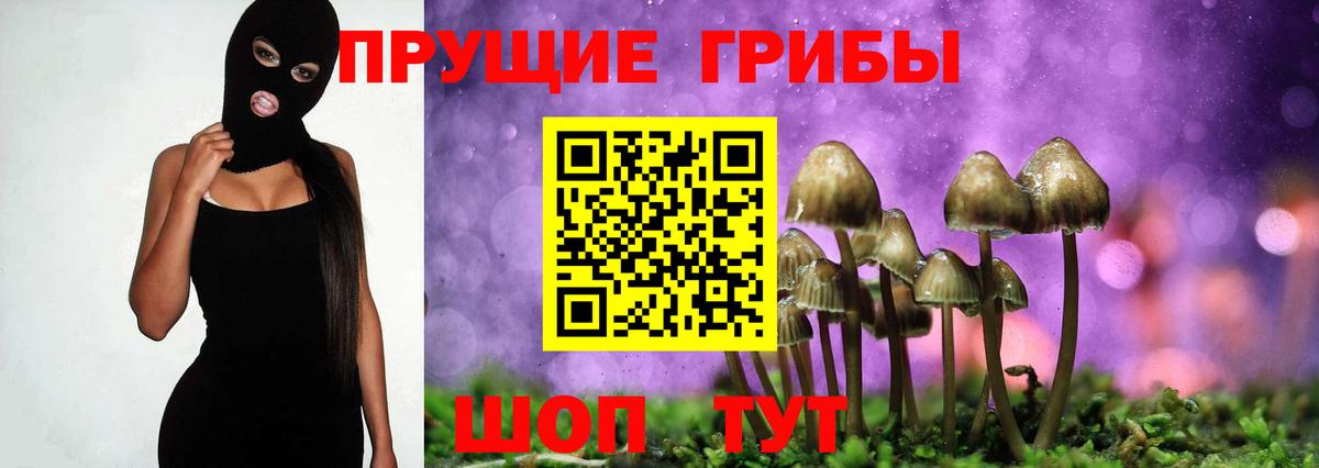 Галлюциногенные грибы Psilocybine cubensis Алейск